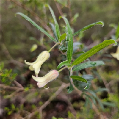 Unidentified Plant at Wedderburn, NSW - 2 Oct 2024 by MatthewFrawley