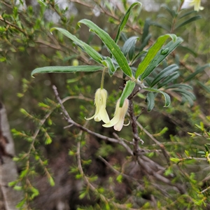Billardiera scandens at Wedderburn, NSW - 2 Oct 2024 11:00 AM