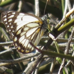 Belenois java (Caper White) at Gunderbooka, NSW - 18 Sep 2024 by Christine