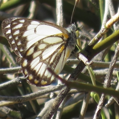 Belenois java (Caper White) at Gunderbooka, NSW - 18 Sep 2024 by Christine