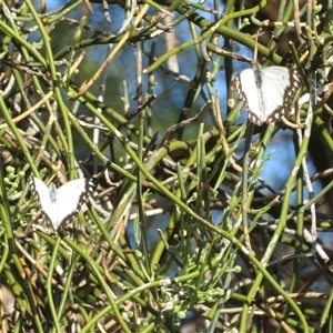 Belenois java at Gunderbooka, NSW - 19 Sep 2024 08:12 AM