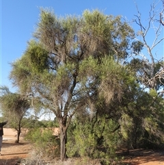 Belenois java at Gunderbooka, NSW - 19 Sep 2024