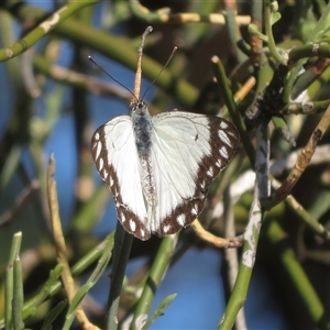 Belenois java at Gunderbooka, NSW - 19 Sep 2024 08:12 AM