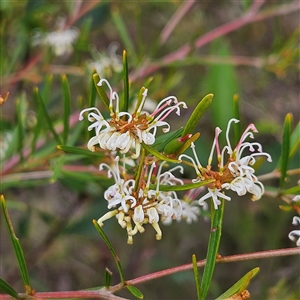 Grevillea sp. at Wedderburn, NSW by MatthewFrawley