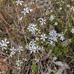 Unidentified Plant at Wedderburn, NSW - 2 Oct 2024 by MatthewFrawley