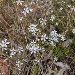 Unidentified Plant at Wedderburn, NSW by MatthewFrawley