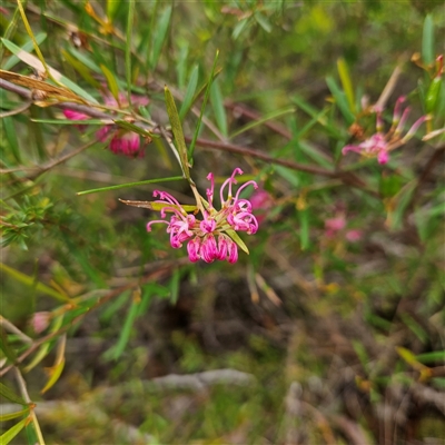 Grevillea sericea (Pink Spider-Flower) at Wedderburn, NSW - 2 Oct 2024 by MatthewFrawley