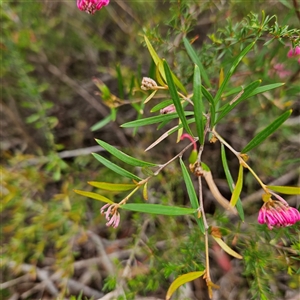 Grevillea sericea at Wedderburn, NSW - 2 Oct 2024 10:57 AM