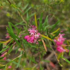 Grevillea sericea at Wedderburn, NSW - 2 Oct 2024 10:57 AM