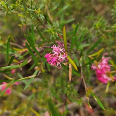 Grevillea sericea at Wedderburn, NSW - 2 Oct 2024 10:57 AM