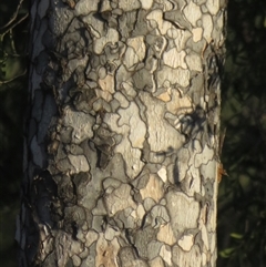 Flindersia maculosa (Leopardwood) at Gunderbooka, NSW - 18 Sep 2024 by Christine