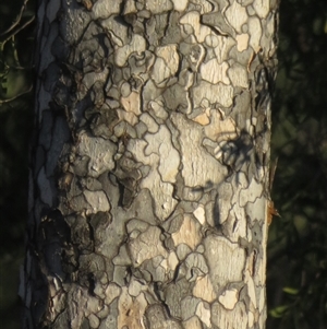 Flindersia maculosa at Gunderbooka, NSW - 19 Sep 2024 07:06 AM