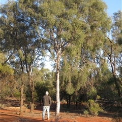 Flindersia maculosa at Gunderbooka, NSW - 19 Sep 2024