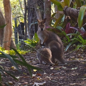 Notamacropus rufogriseus at Sheldon, QLD by PJH123