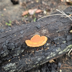 Trametes coccinea (Scarlet Bracket) at Wedderburn, NSW - 2 Oct 2024 by MatthewFrawley