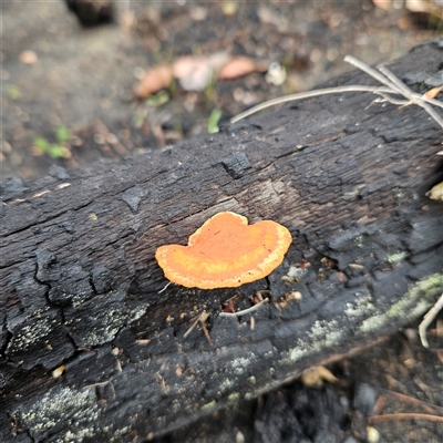 Trametes coccinea (Scarlet Bracket) at Wedderburn, NSW - 2 Oct 2024 by MatthewFrawley