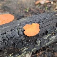 Trametes coccinea at Wedderburn, NSW - 2 Oct 2024 10:51 AM