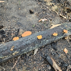 Trametes coccinea at Wedderburn, NSW - 2 Oct 2024