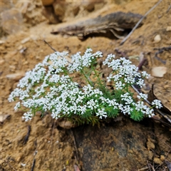 Unidentified Plant at Wedderburn, NSW - 2 Oct 2024 by MatthewFrawley