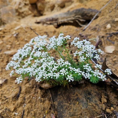 Unidentified Plant at Wedderburn, NSW - 2 Oct 2024 by MatthewFrawley