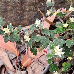 Unidentified Other Shrub at Wedderburn, NSW by MatthewFrawley