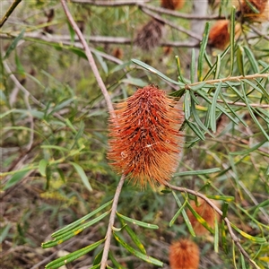 Banksia sp. at Wedderburn, NSW by MatthewFrawley