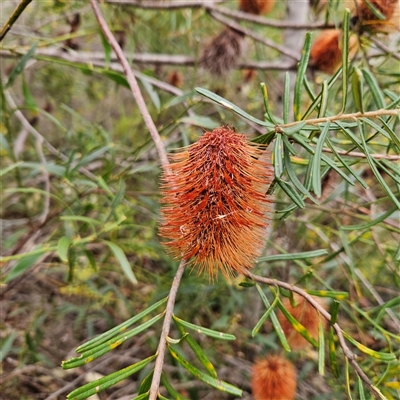 Banksia sp. at Wedderburn, NSW - 2 Oct 2024 by MatthewFrawley