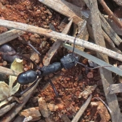 Rhytidoponera sp. (genus) (Rhytidoponera ant) at Gunderbooka, NSW - 19 Sep 2024 by Christine