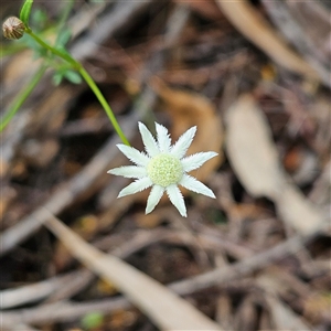 Actinotus minor at Wedderburn, NSW by MatthewFrawley