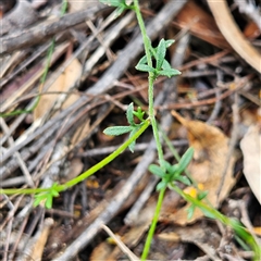 Actinotus minor at Wedderburn, NSW - 2 Oct 2024 10:37 AM