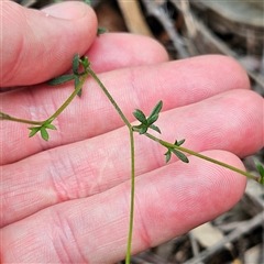 Actinotus minor at Wedderburn, NSW - 2 Oct 2024 10:37 AM
