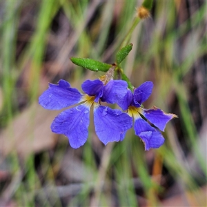 Unidentified Plant at Wedderburn, NSW by MatthewFrawley