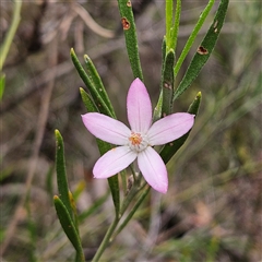 Unidentified Other Shrub at Wedderburn, NSW - 2 Oct 2024 by MatthewFrawley