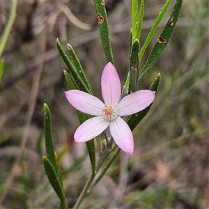 Crowea exalata at Wedderburn, NSW - suppressed