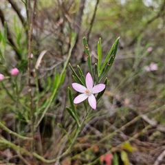 Crowea exalata at Wedderburn, NSW - suppressed