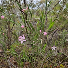 Crowea exalata at Wedderburn, NSW - suppressed
