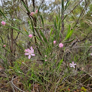 Crowea exalata at Wedderburn, NSW - suppressed