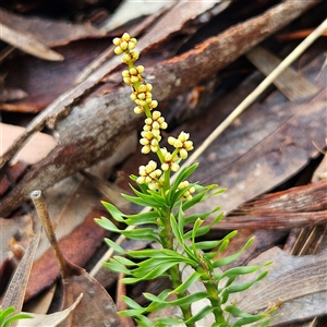 Lomandra obliqua at Wedderburn, NSW - 2 Oct 2024 10:30 AM