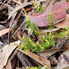 Lomandra obliqua at Wedderburn, NSW - 2 Oct 2024 10:30 AM