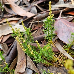 Lomandra obliqua at Wedderburn, NSW - 2 Oct 2024 10:30 AM