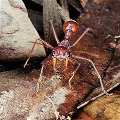 Myrmecia gulosa (Red bull ant) at Wedderburn, NSW - 2 Oct 2024 by MatthewFrawley