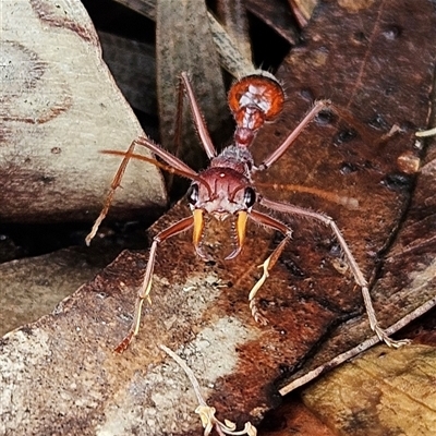 Unidentified Ant (Hymenoptera, Formicidae) at Wedderburn, NSW - 2 Oct 2024 by MatthewFrawley