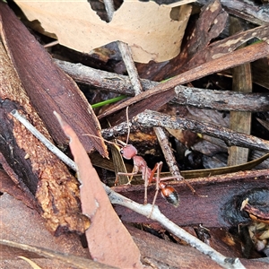 Myrmecia gulosa at Wedderburn, NSW - 2 Oct 2024 10:29 AM
