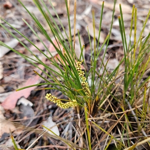 Unidentified Rush, Sedge or Mat Rush at Wedderburn, NSW by MatthewFrawley