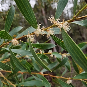 Hakea sp. at Wedderburn, NSW by MatthewFrawley