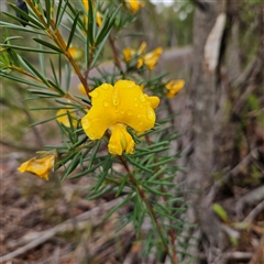 Unverified Pea at Wedderburn, NSW - 2 Oct 2024 by MatthewFrawley
