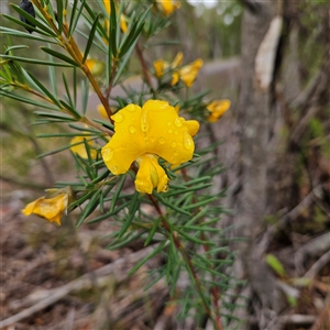 Unidentified Pea at Wedderburn, NSW by MatthewFrawley