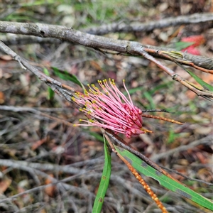 Grevillea sp. at Wedderburn, NSW by MatthewFrawley