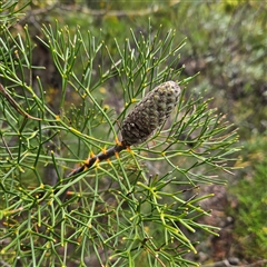 Unidentified Plant at Wedderburn, NSW - 2 Oct 2024 by MatthewFrawley