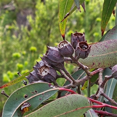 Angophora costata at Wedderburn, NSW - 2 Oct 2024 09:57 AM